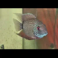 فروش انواع ماهی زینتی خاص|ماهی|ساری, |دیوار