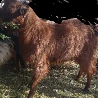 گیسه چاق چاق