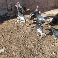 فروش 6عدد بوقلمون|حیوانات مزرعه|قیدار, |دیوار