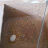 کوتوله برزیلی|پرنده|ابریشم, |دیوار