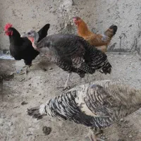 بوقلمون و مرغ تخم گذار