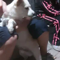 سگ اشپیتز|سگ|سیرجان, |دیوار