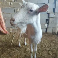 دو عدد بز سانه با دو کهره وه یه چپش 1ساله