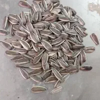 فروش تخمه آفتابگردان|عمدهفروشی|دینور, |دیوار