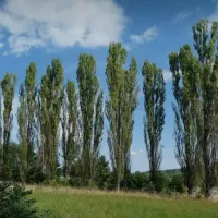 خریدفروش همه رقم چوب خشک وتر