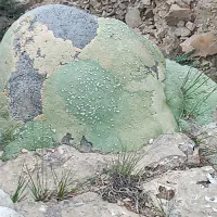 زمین 750متری در مجموعه باغی آینده دار