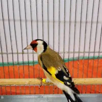 سهره نر قواره دار بخون امسالی