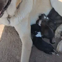 توله خراسانی|سگ|سبزوار, توحیدشهر|دیوار