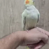 عروس هلندی دستی