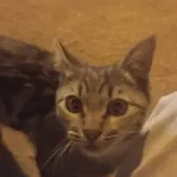 واگذار گربه