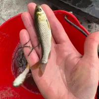 ماهی پرورشی رضایی