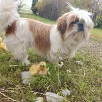 سگ شیتزو فلت