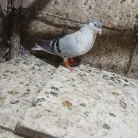 کفتر صید