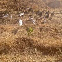 فروش بوقلمون|حیوانات مزرعه|امام, |دیوار