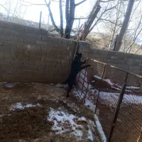 دو قلاده دهن پاک|سگ|کالپوش, |دیوار