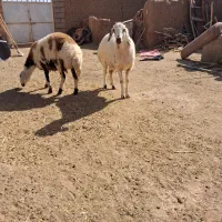 دوتا بره ماده جنس دار خشکل|حیوانات مزرعه|تربت‌حیدریه, چهارراه خواف|دیوار