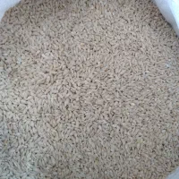 جو درجه یک حراج