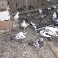 کبوتر|پرنده|بوئین زهرا, |دیوار