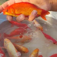 ماهی مولد|ماهی|نوده انقلاب, |دیوار