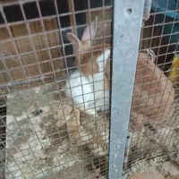 خرگوش