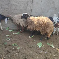 گوسفند|حیوانات مزرعه|کهریزک, |دیوار