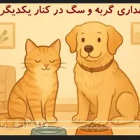 واگذاری گربه پرشین ماده|گربه|مشهد, الهیه|دیوار