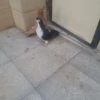 کبوتر فروشی|پرنده|سبزوار, جهاد کشاورزی|دیوار