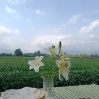 فروش انواع چای لاهیجان