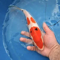 انواع ماهی کوی