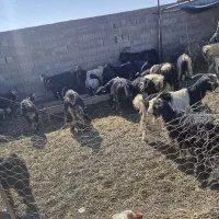 فروشی بز|حیوانات مزرعه|ایذه, |دیوار