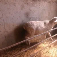 قوچ لاکن اصل شرکتی دو و نیم ساله|حیوانات مزرعه|مشهد, وکیل‌آباد|دیوار