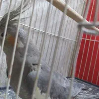 عروس هلندی|پرنده|چناران, |دیوار