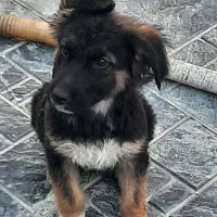 توله ژرمن دوماهه