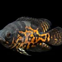 فروش ماهی اسکار و پنگوسی