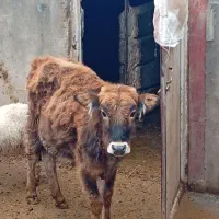 گوساله ماده|حیوانات مزرعه|جوانرود, |دیوار