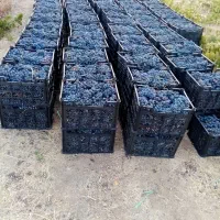 مشارکتی باغ|اجارهٔ دفتر صنعتی، کشاورزی، تجاری|موچش, |دیوار