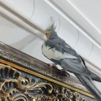 عروس هلندی|پرنده|هریس, |دیوار