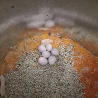 ۵۰ جفت نرگسی شکلاتی رو تخم و جوجه|پرنده|قم, بنیاد|دیوار