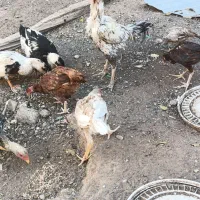 مرغ خروس وجوجه لاری چهارده عدد|حیوانات مزرعه|تربت جام, کلالی|دیوار