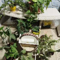 انواع گل طبیعی|گل و گیاه طبیعی|مشهد, شهرک صنعتی توس|دیوار