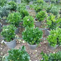 فروش یاس هلندی سطل ۱۰|گل و گیاه طبیعی|املش, |دیوار