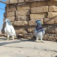 کبوتر مگسی شامی با شصتی کبود|پرنده|دشتابی, |دیوار