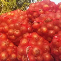 خرید و فروش پیاز عمده|خدمات باغبانی و درختکاری|بناب, |دیوار