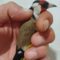 جوجه سهره امسال