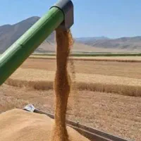 گندم درجه یک سر زمین و ارسال