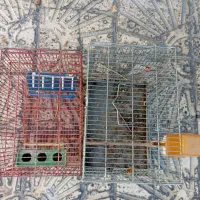 قفس غلامی نو