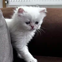 واگذاری بچه میکس هیمالین وبریتیش|گربه|مشهد, نوید|دیوار