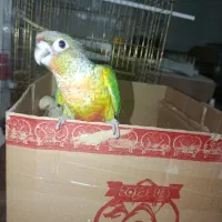 جوجه راهب گرینچیک برزیلی سرلاکی