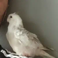 طوطی گم شده لطفا پیداکننده مژدگانی دارد