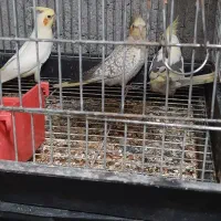 عروس هلندی|پرنده|پارسآباد, |دیوار